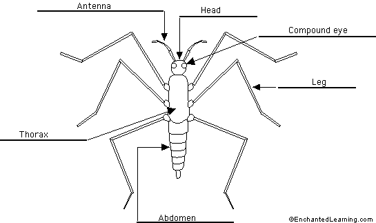 Phylum Arthropoda